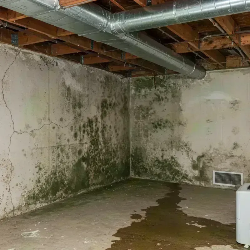 Professional Mold Removal in Terre du Lac, MO